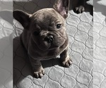Small Photo #5 French Bulldog Puppy For Sale in EVERETT, WA, USA