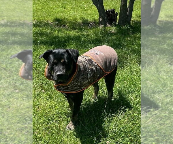Medium Photo #3 Shepweiller Puppy For Sale in Osgood, IN, USA