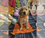 Small Photo #19 Golden Retriever Puppy For Sale in CUMMING, GA, USA