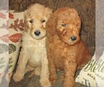 Small Photo #1 Goldendoodle Puppy For Sale in LINCOLN, AL, USA