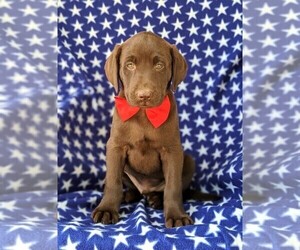 Labrador Retriever Puppy for sale in KIRKWOOD, PA, USA