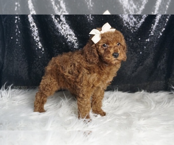 Medium Photo #5 Poodle (Miniature) Puppy For Sale in WARSAW, IN, USA