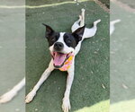 Small #3 Boston Terrier Mix