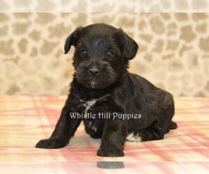 Schnauzer (Miniature) Puppy for sale in DENVER, PA, USA