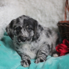 Miniature Labradoodle Puppy for sale in GAP, PA, USA