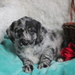 Small Photo #1 Miniature Labradoodle Puppy For Sale in GAP, PA, USA