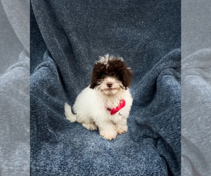 Cavapoo Puppy for sale in JEFFERSONVILLE, IN, USA