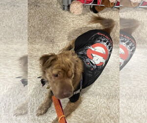 Lily - Female Australian Shepherd-Unknown Mix Dog for Adoption - Photo #2