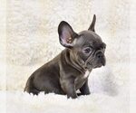 Small French Bulldog