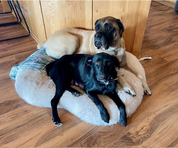 Medium Photo #2 Labrador Retriever-Unknown Mix Puppy For Sale in Duluth, MN, USA