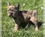 Small #5 Faux Frenchbo Bulldog