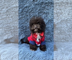 Cavapoo Puppy for sale in JEFFERSONVILLE, IN, USA