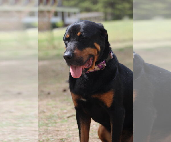 Medium Photo #14 Rottweiler Puppy For Sale in White Hall, AR, USA