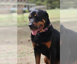 Reggie - Male Rottweiler Dog for Adoption - Photo #14