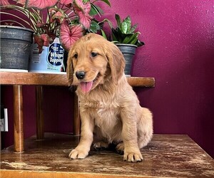 Golden Retriever Puppy for sale in WITHEE, WI, USA