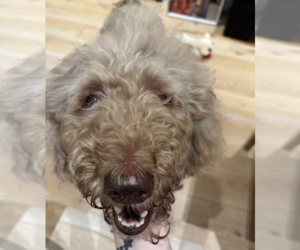 Poodle (Standard)-Unknown Mix Dogs for adoption in Brooklyn, NY, USA