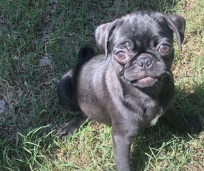 Pug Puppy for sale in BASTROP, TX, USA