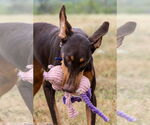 Small #2 Doberman Pinscher