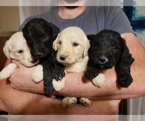 Goldendoodle Puppy for sale in WEAVERVILLE, NC, USA