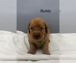 Small #3 Golden Retriever