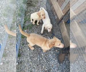 Labrador Retriever Puppy for Sale in LAWRENCEBURG, Tennessee USA