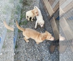 Small Photo #1 Labrador Retriever Puppy For Sale in LAWRENCEBURG, TN, USA