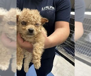 Mutt Dogs for adoption in New York, NY, USA