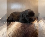 Small Photo #5 Caucasian Shepherd Dog Puppy For Sale in TWINING, MI, USA