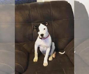 Mother of the American Bully puppies born on 04/11/2026