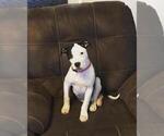Small Photo #1 American Bully Puppy For Sale in AUGUSTA, ME, USA