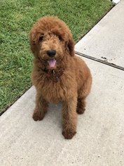 Poodle (Standard) Puppy for sale in CONROE, TX, USA