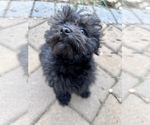 Small Photo #1 ShihPoo Puppy For Sale in SOUTH ORANGE, NJ, USA