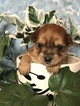 Small Photo #24 Yorkshire Terrier Puppy For Sale in KYLE, TX, USA