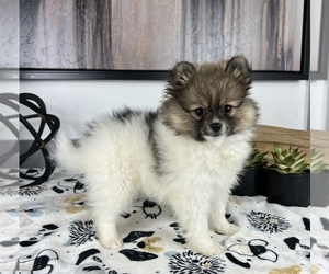 Pomeranian Puppy for sale in FRANKLIN, IN, USA