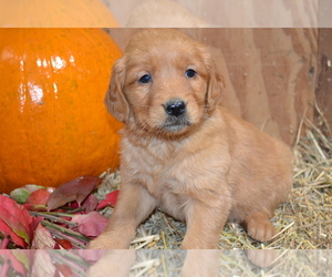 Golden Retriever Puppy for Sale in GREENWOOD, Wisconsin USA