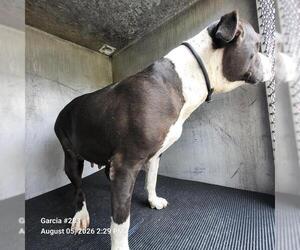 American Staffordshire Terrier-Unknown Mix Dogs for adoption in San Antonio, TX, USA