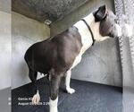 Small American Staffordshire Terrier Mix