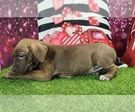 Small #1 Catahoula Leopard Dog