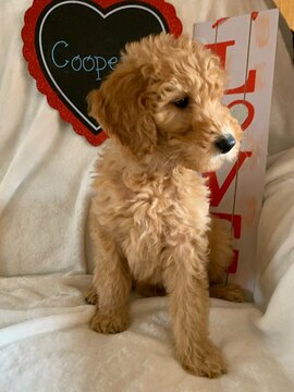 Medium Photo #7 Goldendoodle Puppy For Sale in MIDLOTHIAN, TX, USA