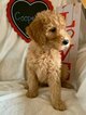 Small Photo #7 Goldendoodle Puppy For Sale in MIDLOTHIAN, TX, USA
