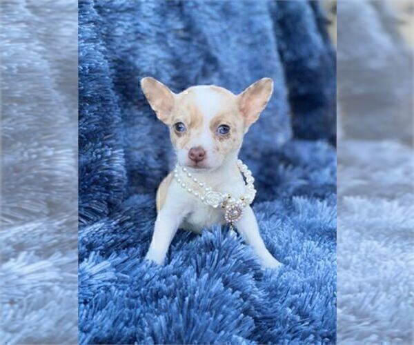 Medium Photo #24 Chihuahua Puppy For Sale in AVONDALE ESTATES, GA, USA