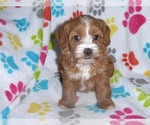 Small Photo #11 Cavapoo-Poodle (Miniature) Mix Puppy For Sale in ORO VALLEY, AZ, USA