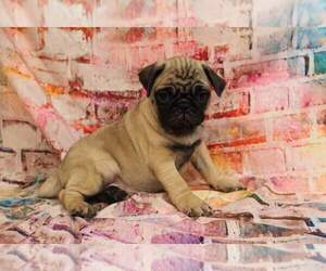 Pug Puppy for sale in JOICE, IA, USA