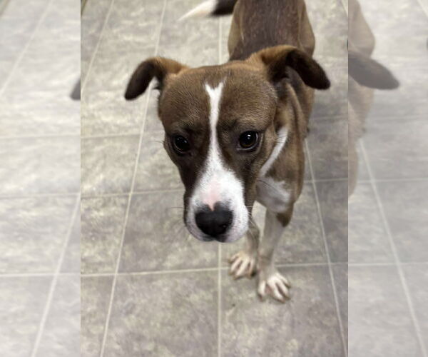 Medium Photo #2 Jack Russell Terrier-Unknown Mix Puppy For Sale in Rustburg, VA, USA