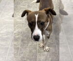Small #1 Jack Russell Terrier Mix