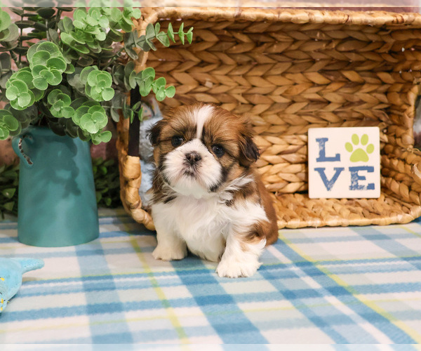 Medium Photo #9 Shih Tzu Puppy For Sale in SYRACUSE, IN, USA