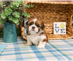 Small #8 Shih Tzu