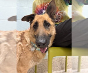 German Shepherd Dog Dogs for adoption in Brighton, CO, USA