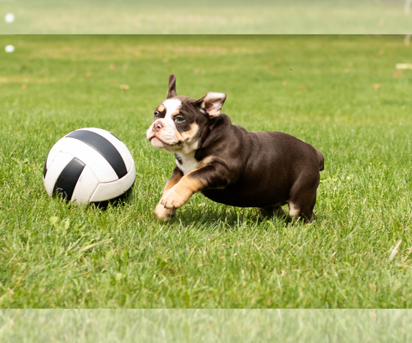 Medium Photo #4 English Bulldog-Olde English Bulldogge Mix Puppy For Sale in MILFORD, IN, USA