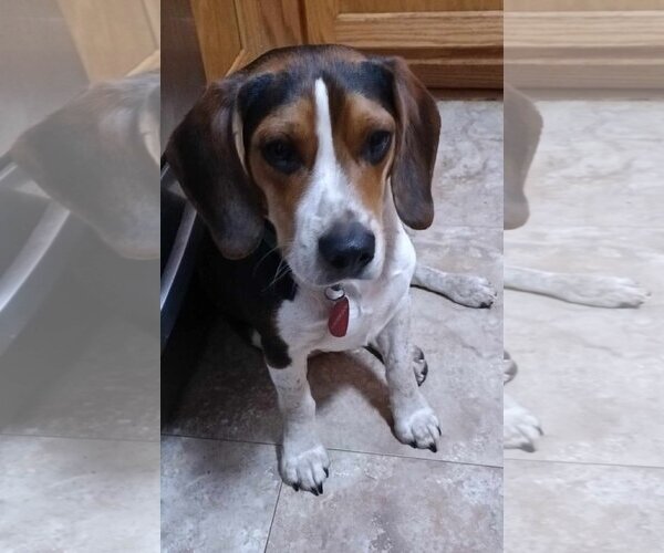 Medium Photo #3 Beagle Puppy For Sale in Milner, GA, USA